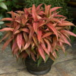 Caladium 'Desert Sunset' – fotografia rastliny