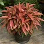 Caladium ‘Desert Sunset’ (Caladium 'Desert Sunset') – plant photo