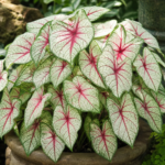 Caladium 'Fiesta' – Pflanzenfoto