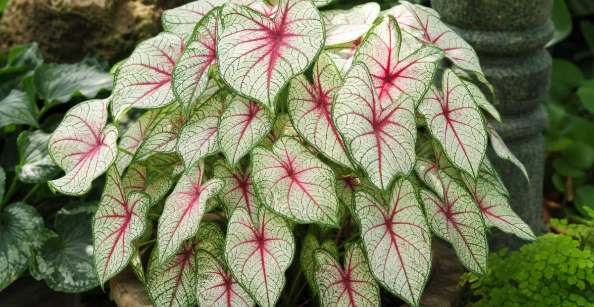 Caladium 'Fiesta' – plant photo