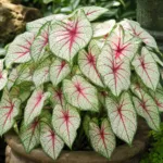 Caladium ‘Fiesta’ (Caladium 'Fiesta') – plant photo