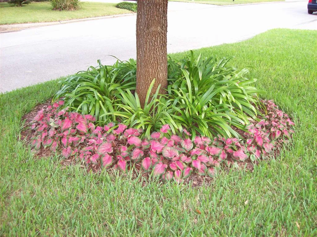 Kaládium ‘Sweetheart’ (Caladium florida 'Sweetheart') – typický vzhľad, fotografia rastliny