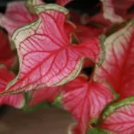 Sweetheart (Caladium florida ‘Sweetheart’) (Caladium florida 'Sweetheart') – plant photo