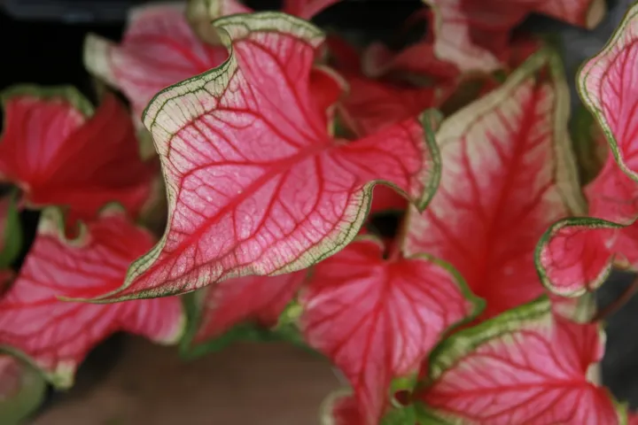 Caladium florida 'Sweetheart'