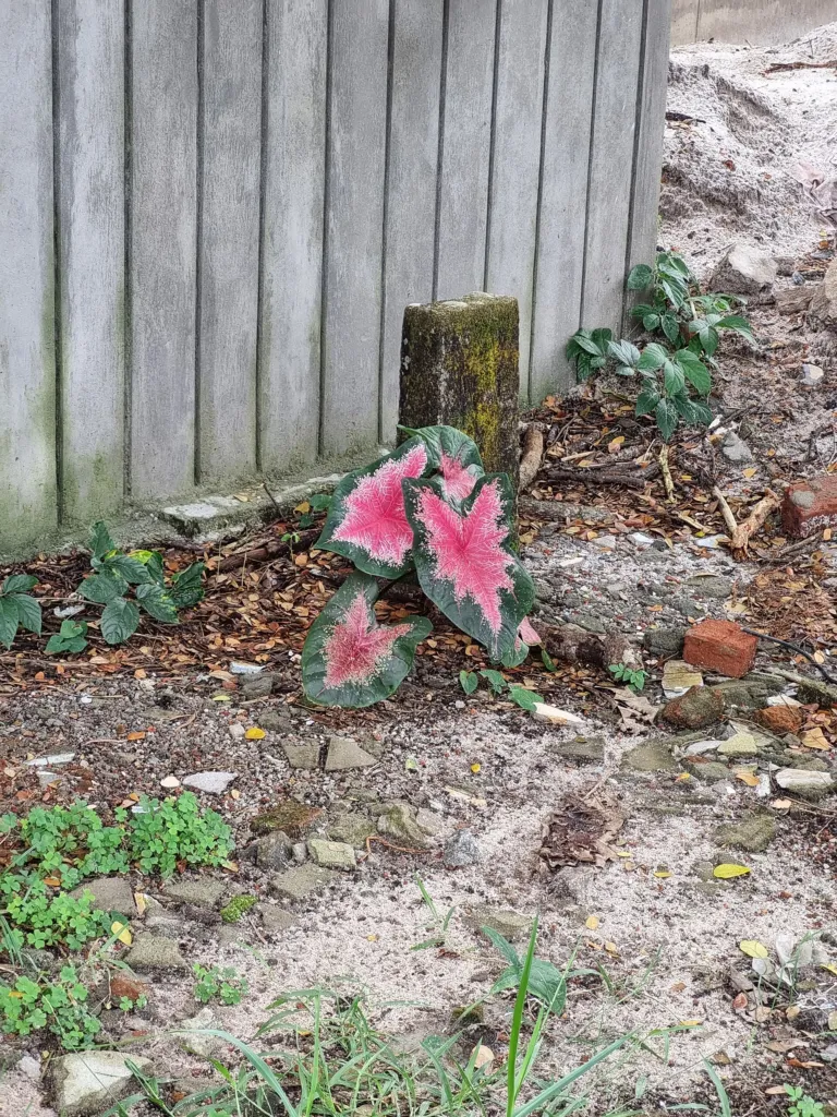 Kaladien (Caladium) – typisches Erscheinungsbild, Pflanzenfoto