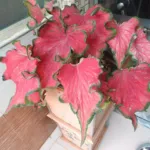 elephant ear (Caladium) – plant photo