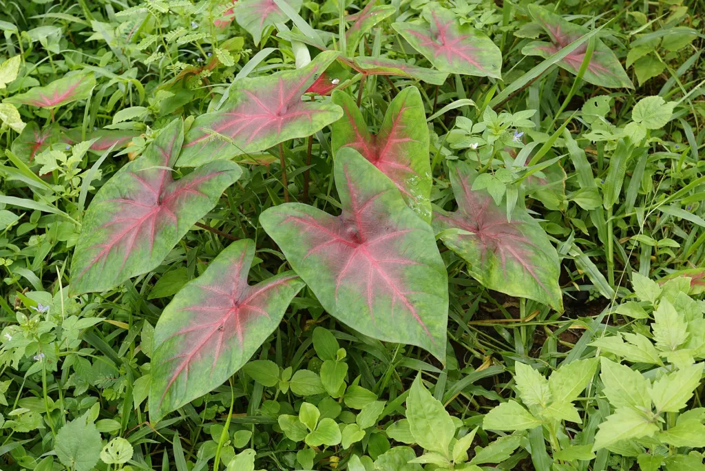 Kaladien (Caladium) – typisches Erscheinungsbild, Pflanzenfoto