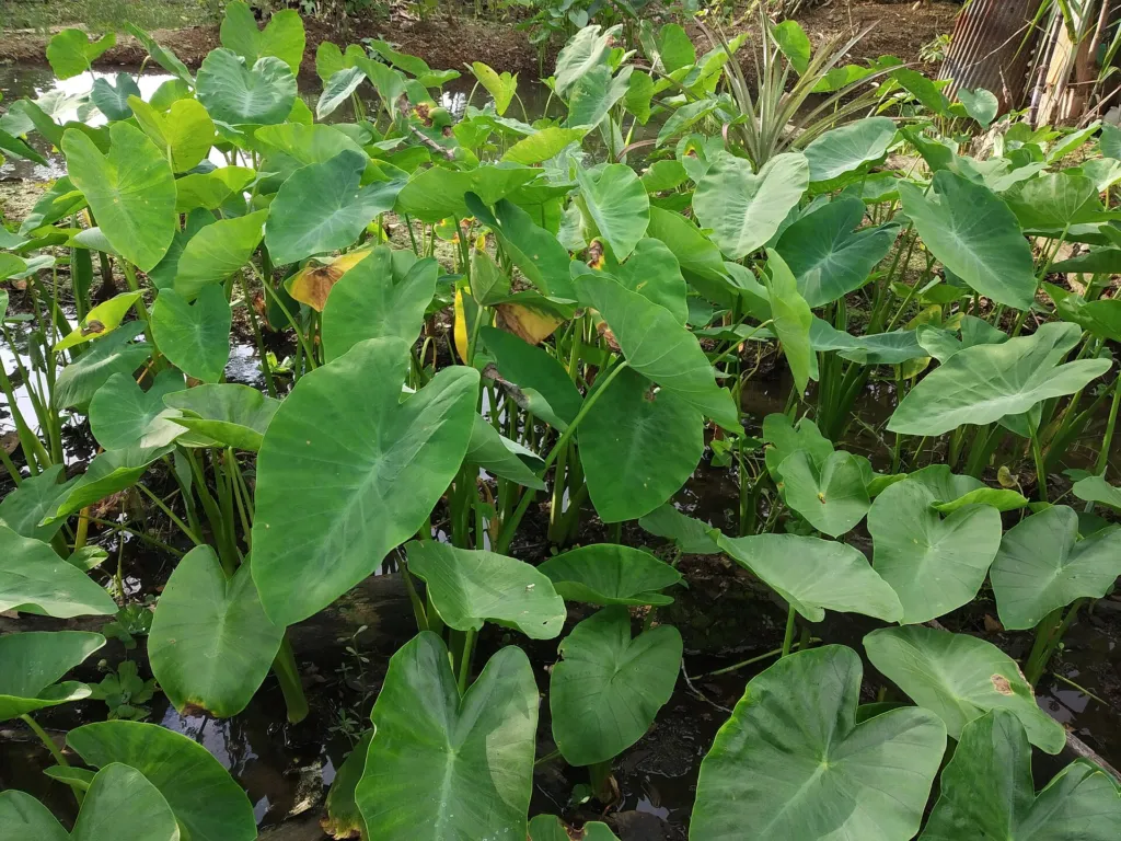 Kaladien (Caladium) – Blätter und Triebe, Pflanzenfoto