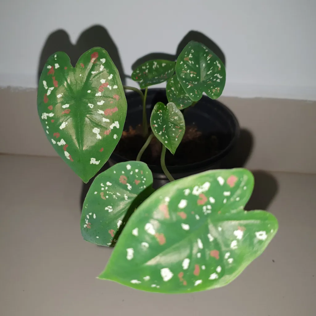 Kaladien (Caladium) – typisches Erscheinungsbild, Pflanzenfoto