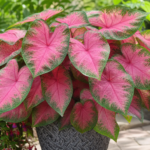 Caladium 'Kathleen' – fotografia rastliny