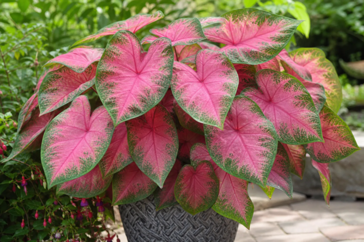 Caladium 'Kathleen'