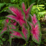Caladium 'Lance Whorton' – Pflanzenfoto
