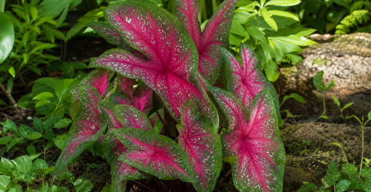 Caladium 'Lance Whorton' – plant photo