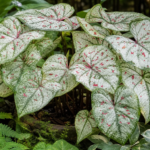 Caladium 'Marie Moir' – Pflanzenfoto