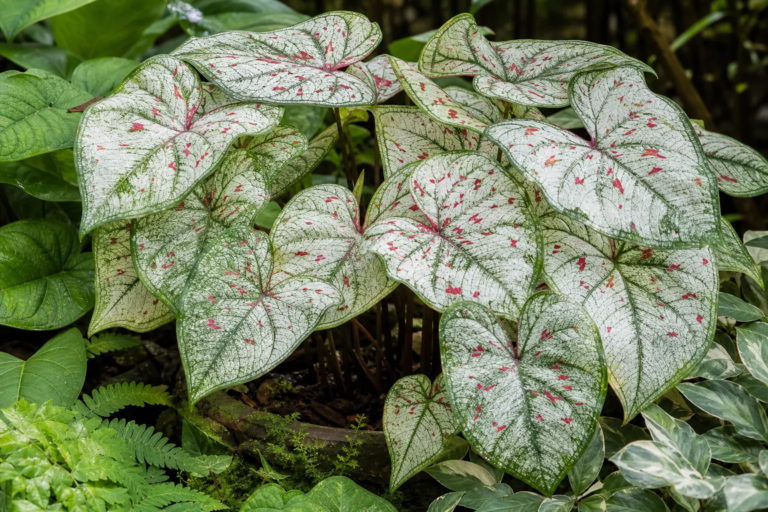 Caladium 'Marie Moir'