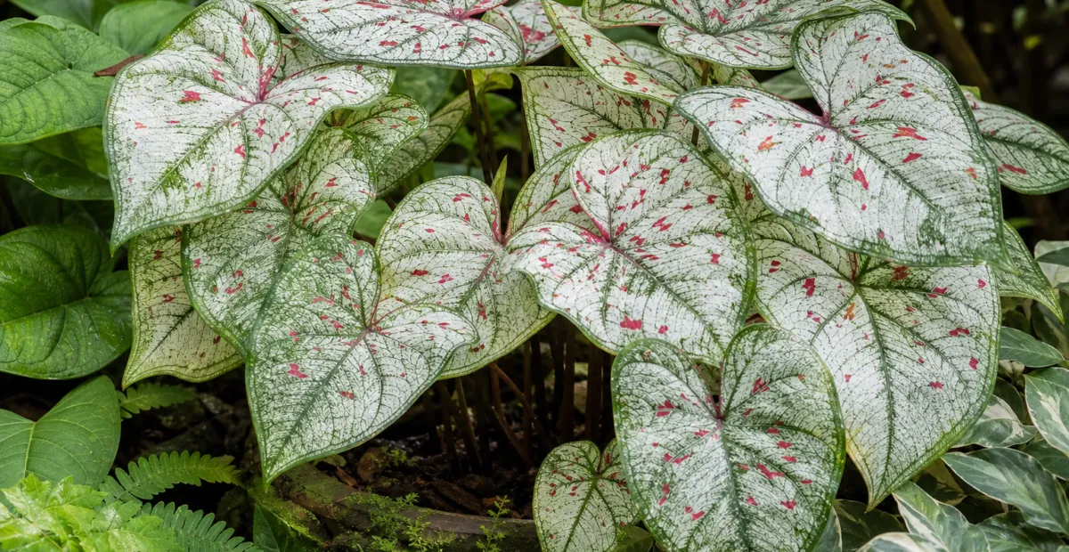 Caladium 'Marie Moir' – plant photo