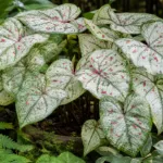 Caladium ‘Marie Moir’ (Caladium 'Marie Moir') – plant photo
