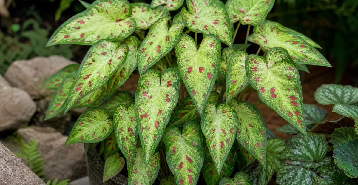Caladium 'Miss Muffet' – fotografia rastliny