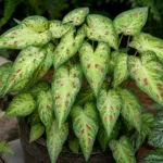 Caladium ‘Miss Muffet’ (Caladium 'Miss Muffet') – plant photo