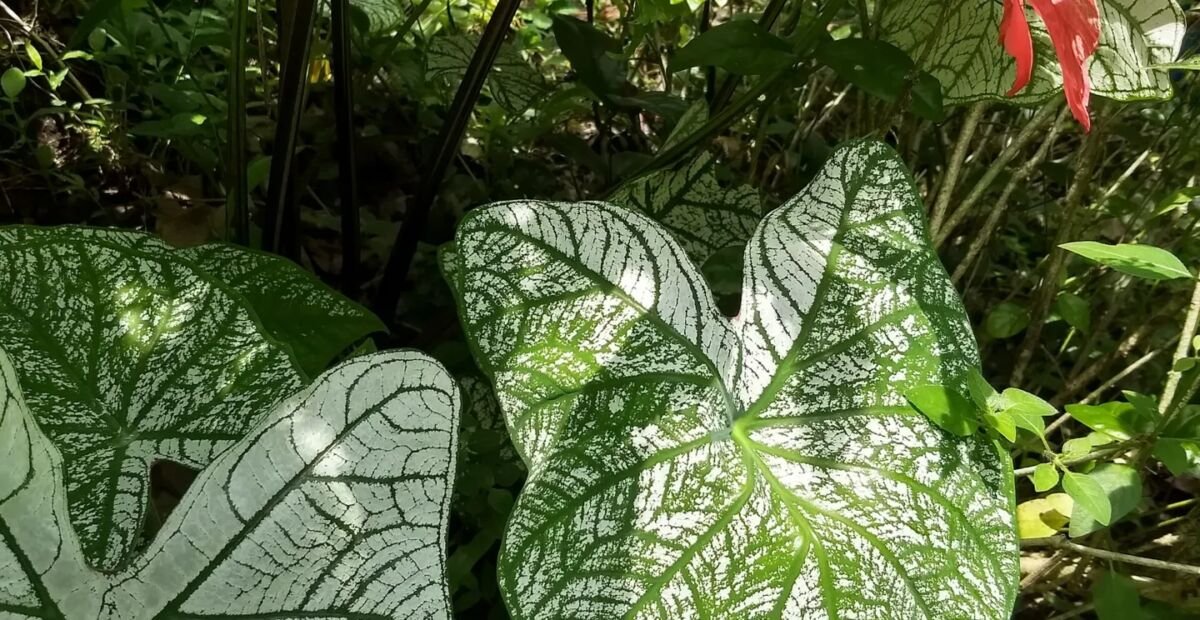 Caladium 'Moonlight' – Pflanzenfoto