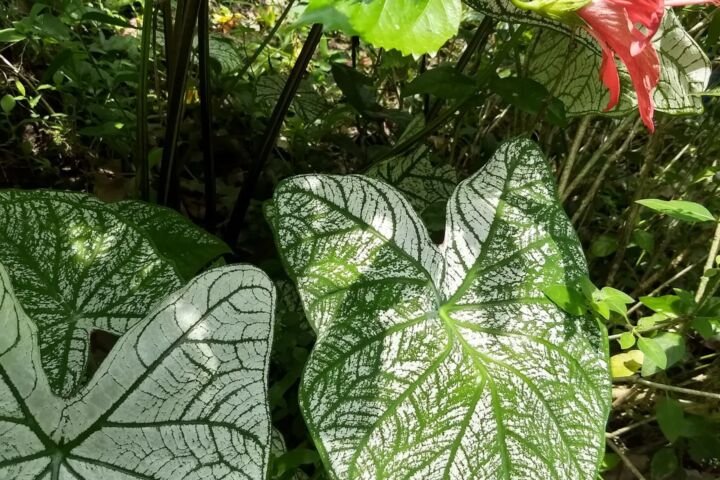 Caladium 'Moonlight'