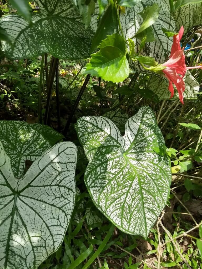 Caladium 'Moonlight'