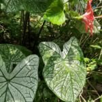 Caladium ‘Moonlight’ (Caladium 'Moonlight') – fotografia rastliny