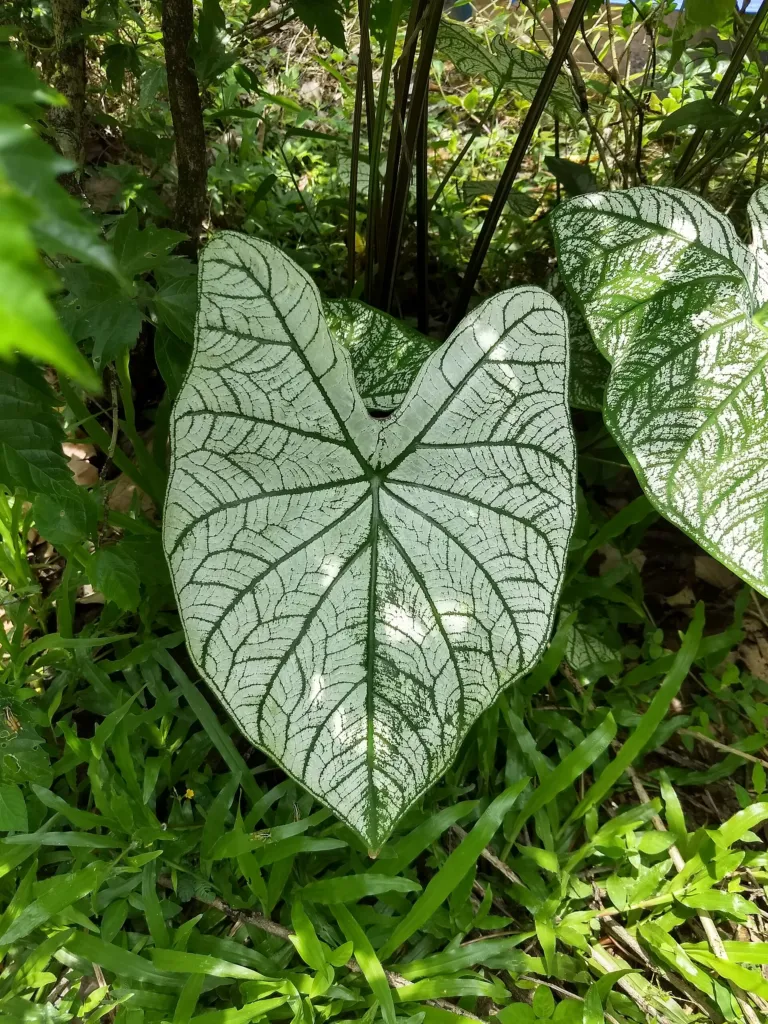 Caladium ‘Moonlight’ (Caladium 'Moonlight') – characteristic appearance, plant photo