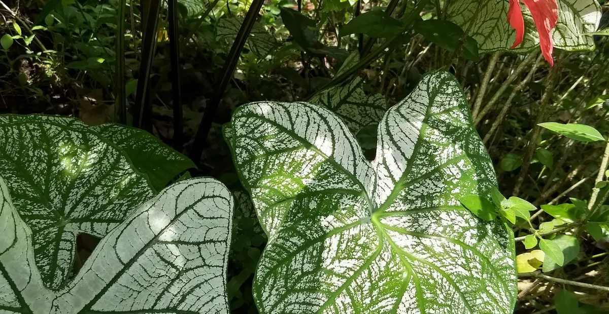 Caladium 'Moonlight' – plant photo
