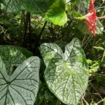Caladium ‘Moonlight’ (Caladium 'Moonlight') – plant photo