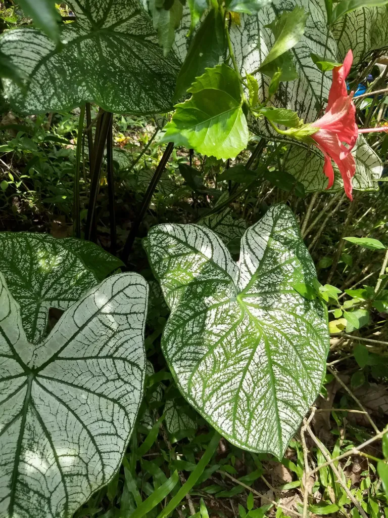 Caladium 'Moonlight'