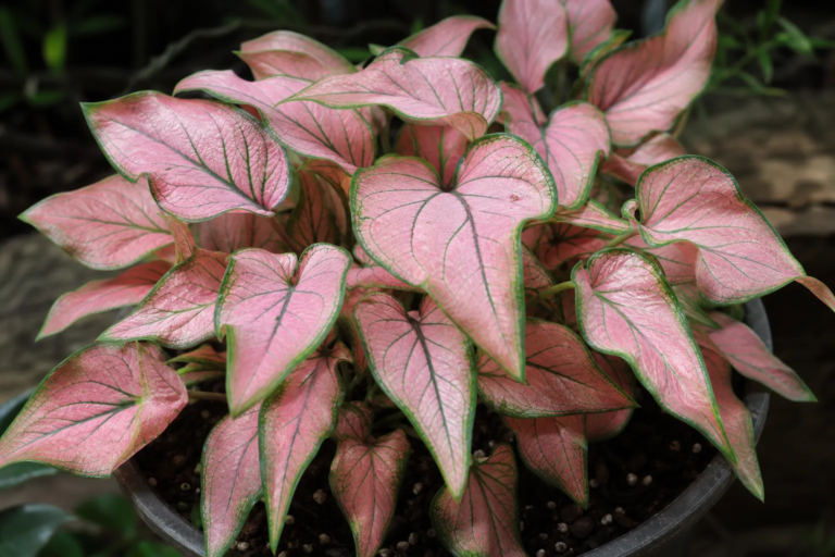 Caladium 'Pink Symphony'