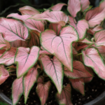 Caladium ‘Pink Symphony’ (Caladium 'Pink Symphony') – fotografia rastliny