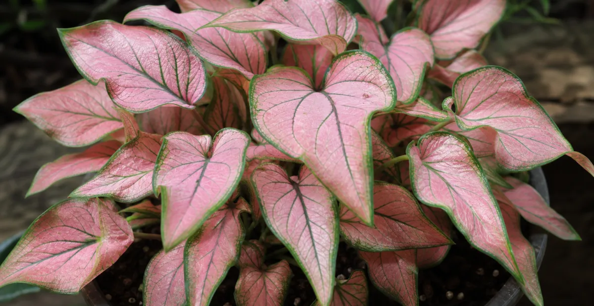 Caladium 'Pink Symphony' – plant photo