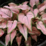 Caladium ‘Pink Symphony’ (Caladium 'Pink Symphony') – plant photo