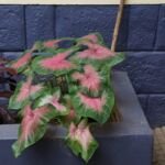 Caladium ‘Postman Joyner’ (Caladium 'Postman Joyner') – fotografia rastliny