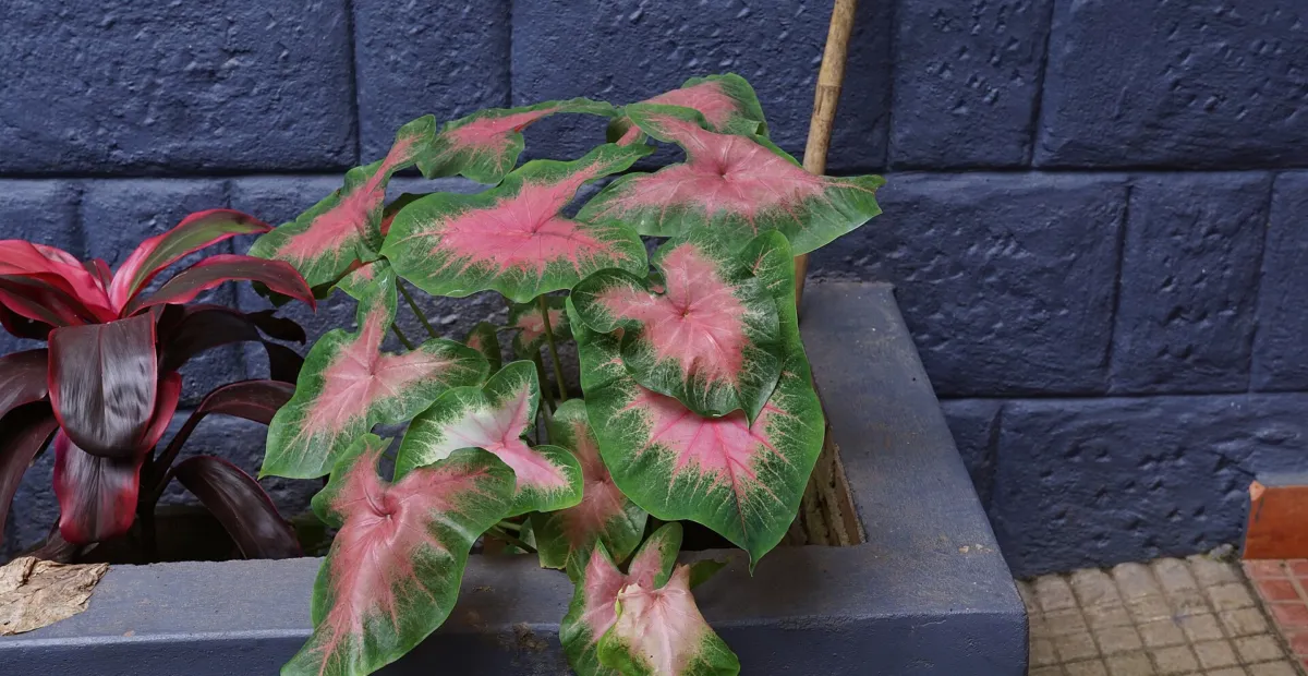 Caladium 'Postman Joyner' – plant photo