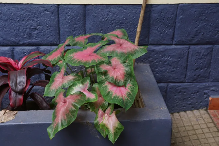 Caladium 'Postman Joyner'