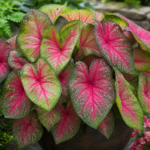 Caladium ‘Raspberry Moon’ (Caladium 'Raspberry Moon') – fotografia rastliny