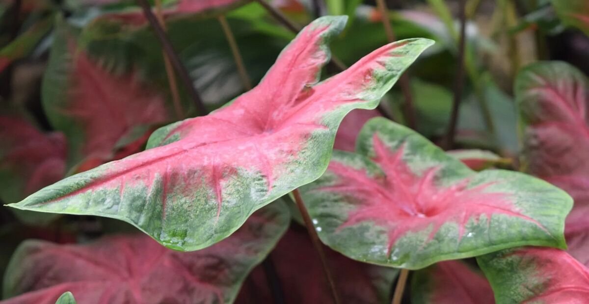 Caladium 'Red Flash' – Pflanzenfoto
