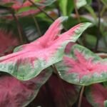 Caladium ‘Red Flash’ (Caladium 'Red Flash') – Pflanzenfoto