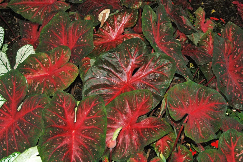 Caladium ‘Red Flash’ (Caladium 'Red Flash') – Blüten in Nahaufnahme, Pflanzenfoto
