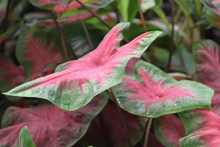Caladium 'Red Flash'