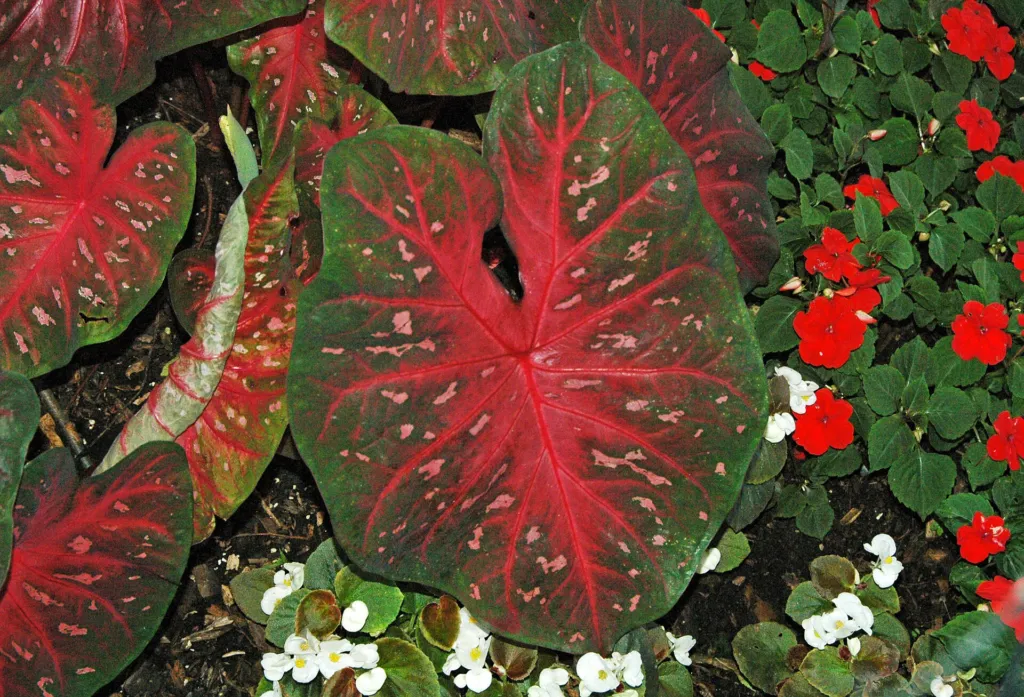 Caladium ‘Red Flash’ (Caladium 'Red Flash') – Blüten in Nahaufnahme, Pflanzenfoto