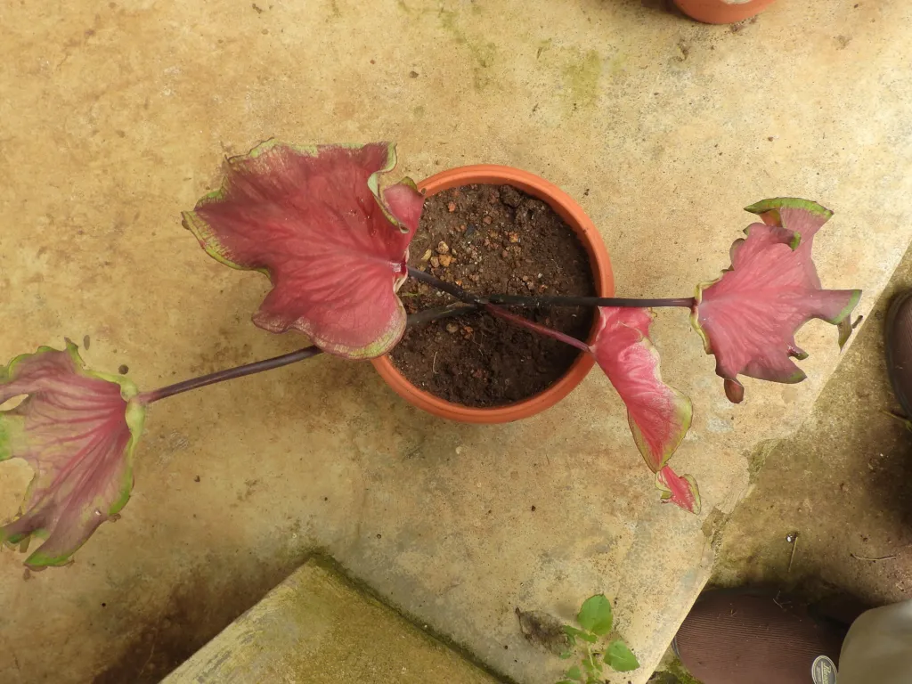 Caladium ‘Red Flash’ (Caladium 'Red Flash') – Blätter und Triebe, Pflanzenfoto