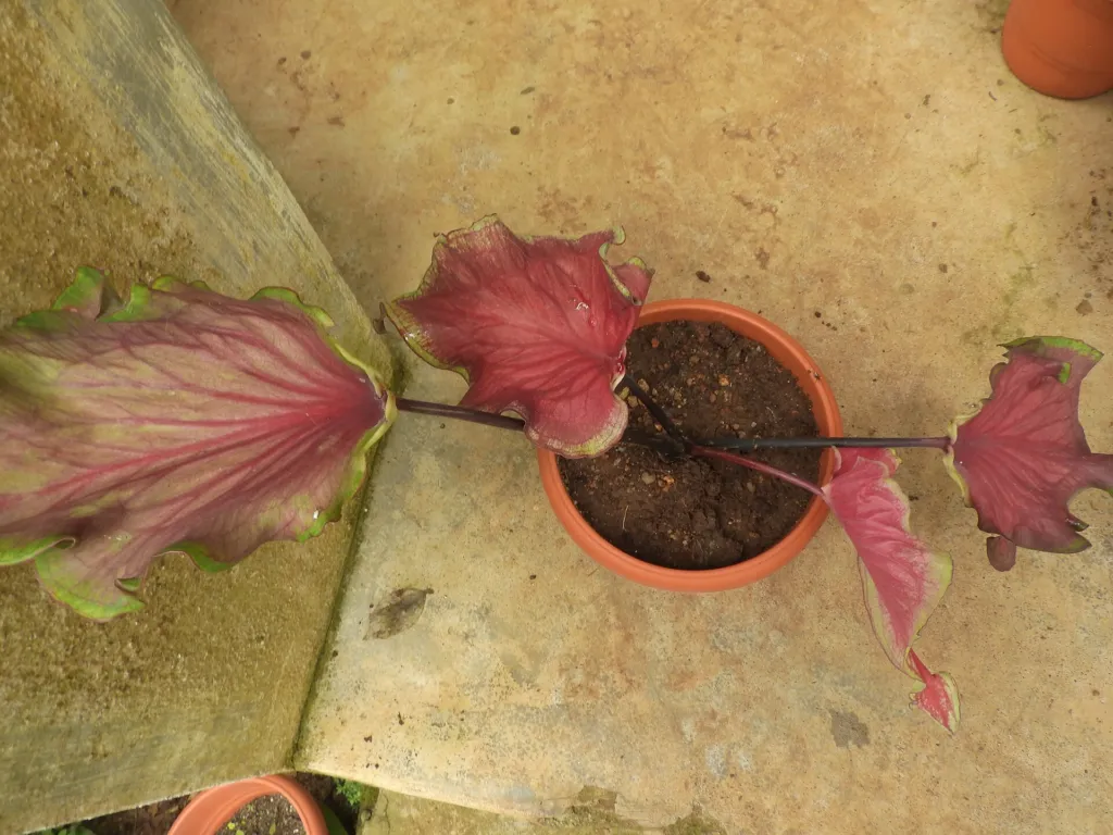 Caladium ‘Red Flash’ (Caladium 'Red Flash') – Blätter und Triebe, Pflanzenfoto