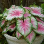 Caladium ‘Rosebud’ (Caladium 'Rosebud') – plant photo