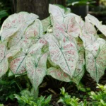 Caladium ‘Strawberry Star’ (Caladium 'Strawberry Star') – plant photo