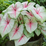 Caladium 'Summer Breeze' – fotografia rastliny