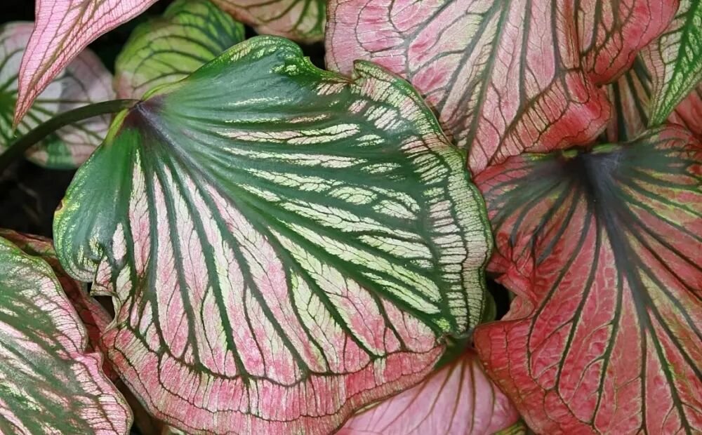 Caladium 'Thai Beauty' – Pflanzenfoto